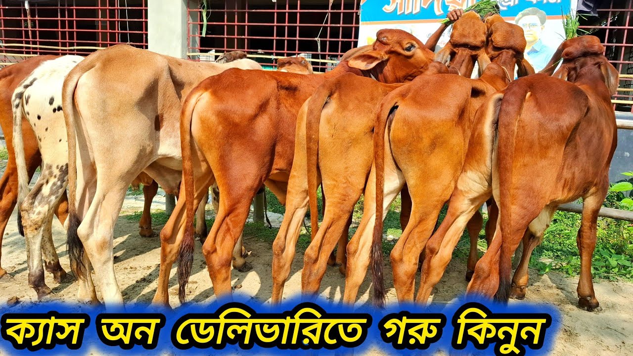 আজ ২০-১১-২০২৫ / দাম কমলো মোটাতাজা করন উপযোগী  ষাঁড় বাছুর  গরুর দাম  