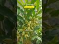 how grow cardamon at home #growth #cardamon#shorts #lamon