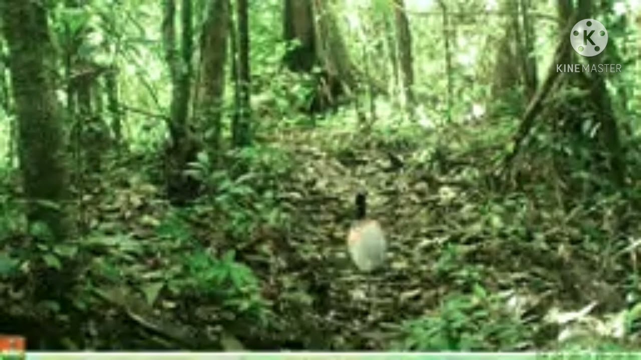 WhatsApp Status || World Environment Day 2021