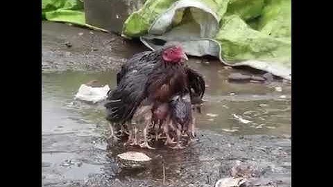 Khoảnh khắc lay động triệu trái tim