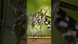 Africa’s Most Haunted Island - The Pemba Mystery