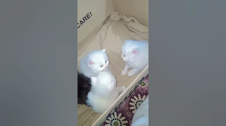 Watch the video about Kittens fight #cat #funny #memes #kitten #animals #cats #meow #tomandjerry #catplay #catlovers