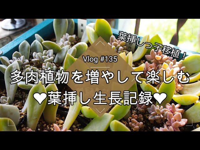 227 {Succulents} Leaf Cuttings - Current Status 🌱 From Soil
