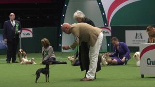 Crufts 2017 | Best of Breed winner Nick Gourley and English Toy Terrier Coco