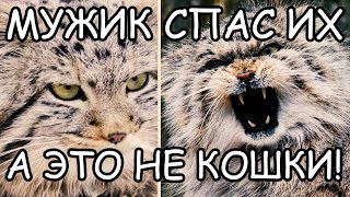 Мужчина Думал, что Спас Обычных Котят, но не тут то было! Мужчина Думал, что Спас Обычных Котят, но не тут то было!