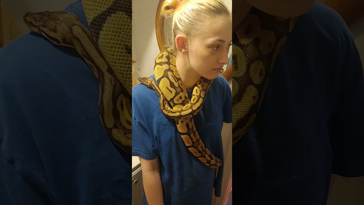 my beautiful pastel ball python on my girlfriends neck!
