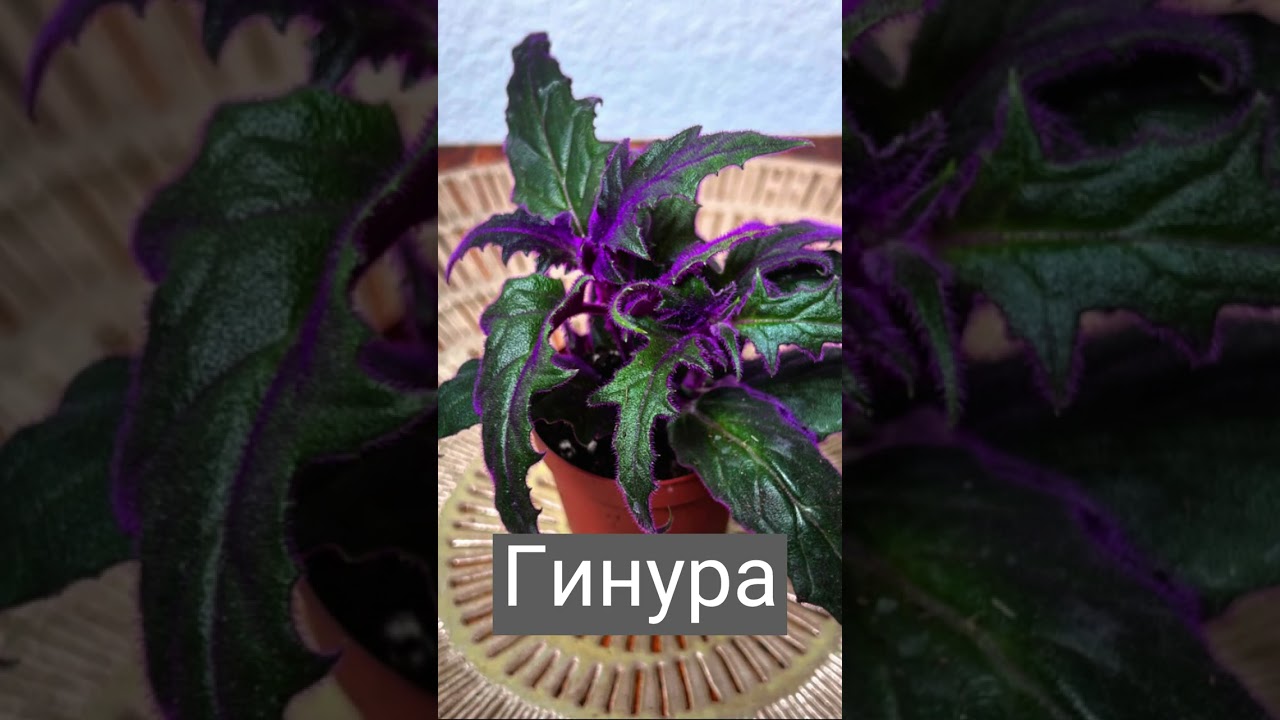 ТОП -10 Известных Домашних Растений Безопасных Для Кошек (#shorts)