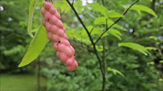 Magnolia salicifolia šácholan vrbolistý