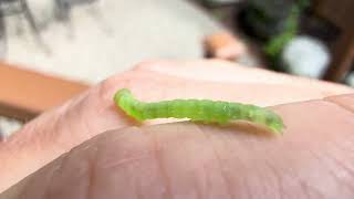 A sweet inchworm! (Caterpillar stage of Geometrid moths)
