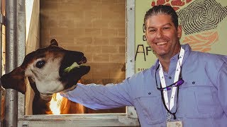 Sense of Africa at Disney Animal Kingdom Lodge & Boma #DisneySMMC
