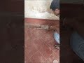 Baby cobra    rescue in mysore