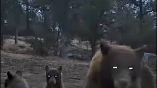 Black bear sounds - Cub bawling and huffing