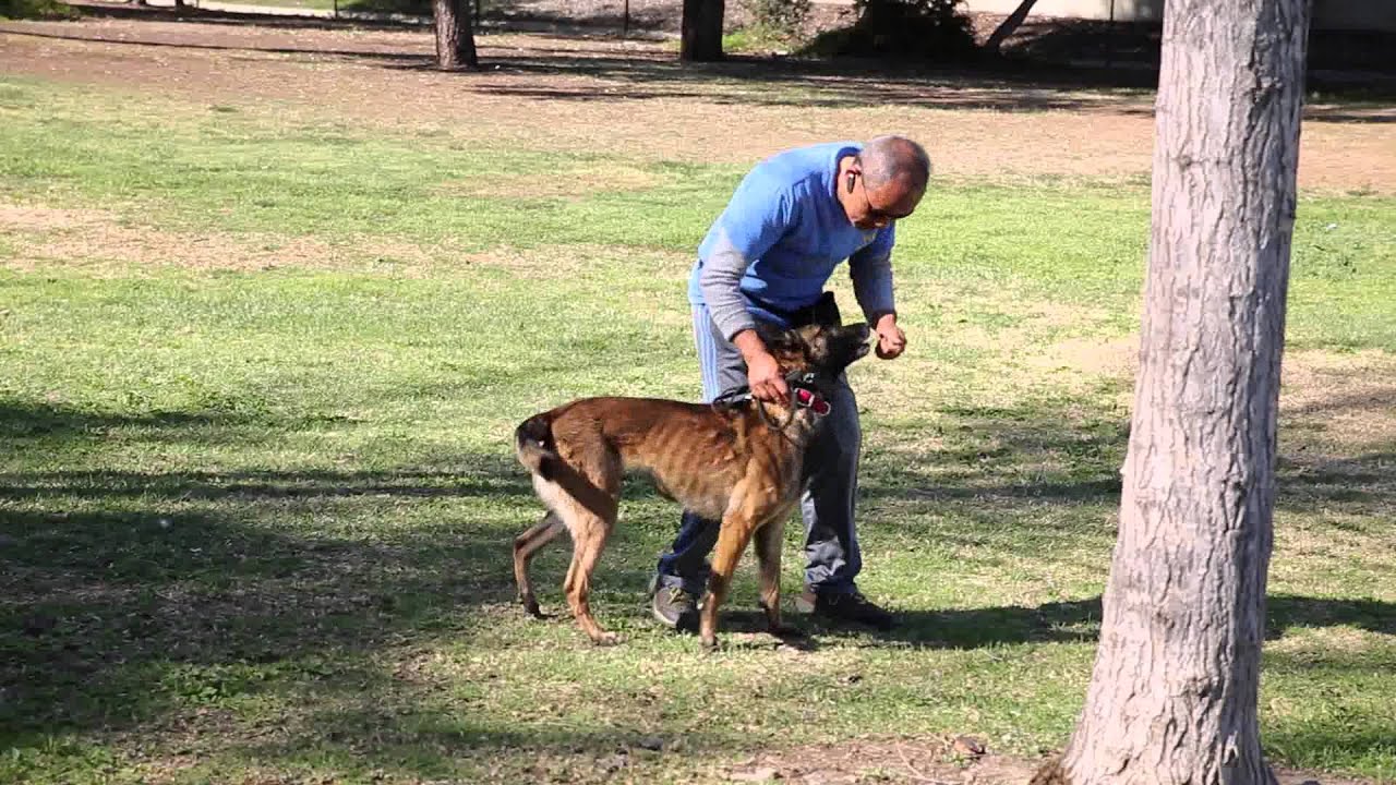 如何训练狗狗定点大小便 Potty Training Youtube