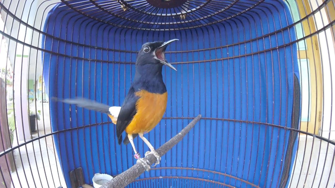 Murai Batu Barakati Pasca Mabung Nembak santai bikin EMOSI auto GACOR