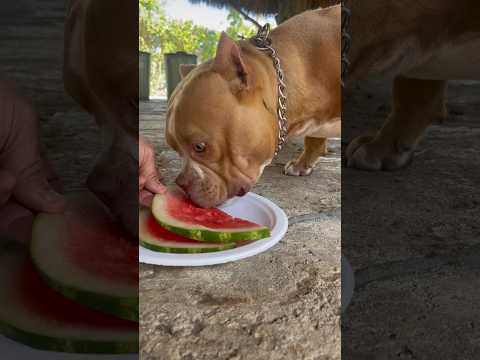 My dogs first