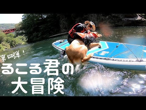 1歳ゴールデン初めてのSUP！初めての犬かき！