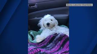 Vacaville family's lost dog found dead with its legs tied