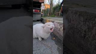 Angry Ahite Cat throws a Tantrum when encountering other cats