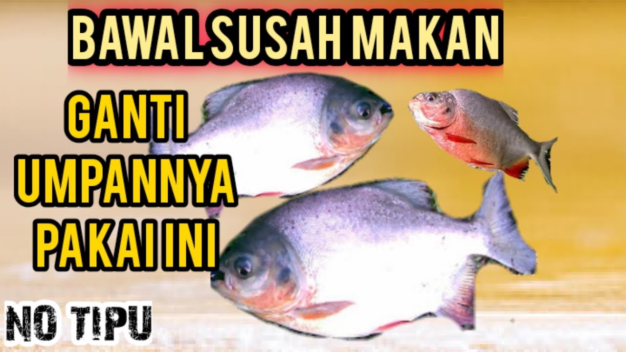 JANGAN REMEHKAN UMPAN INI SEBELUM COBA, umpan bawal susah makan 