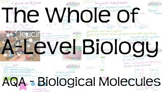 The Whole of AQA ALevel Biology | Biological Molecules | Revision