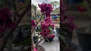 Do you like purple colour? Purple adenium Obesum / bonsai / Bunga Kemboja #adenium #desertrose