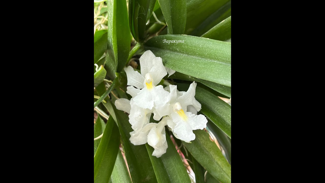 Rodriguezia venusta - скромное домашнее цветение.