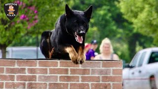 Police K-9 Unit - Agility Test - Windsor Police - 2023