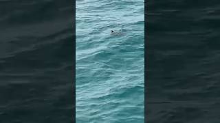 Philippines Sea Turtle.