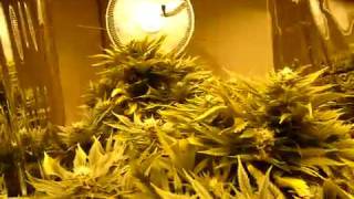 http://www.budbook.org  Inside the Mylar Walls  how to grow a marijuana plant