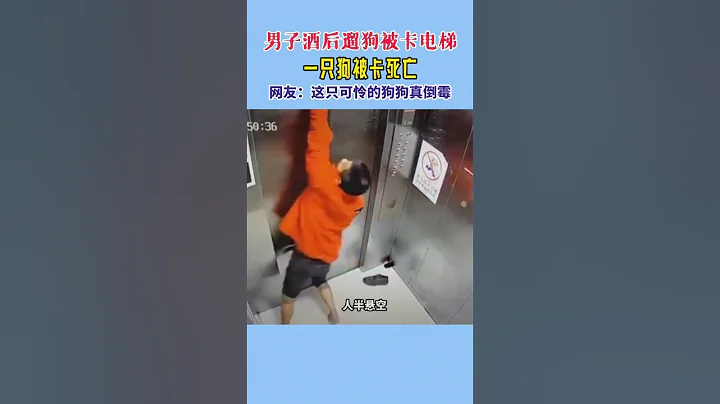 男子酒后遛狗被卡电梯，一只狗被卡死亡。网友：这只可怜的狗狗真倒霉 - 天天要闻