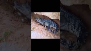 Famous MOTHER PYTHON DEFENDING HER SNAKE EGGS😳 FROM CROCODILE 🐊 Net Worth