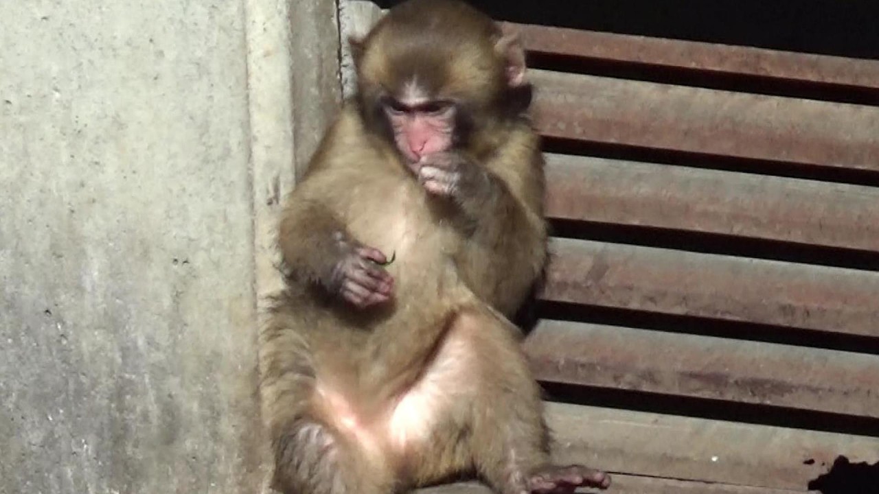 Amazing snow monkey family #642 ニホンザル家族の日常【Cute animal