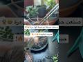 سويت حديقة زجاجية بأدوات بسيطة شوفوا النتيجة نشاط ممتع Plants نباتاتي سويت حديقة زجاجية بأدوات بسيطة شوفوا النتيجة نشاط ممتع Plants نباتاتي