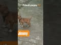 Jimmy 🐕 #pets #petshub #puppy #petsempire #cutedog #petshop #youtube #viralshort #trending #youtuber