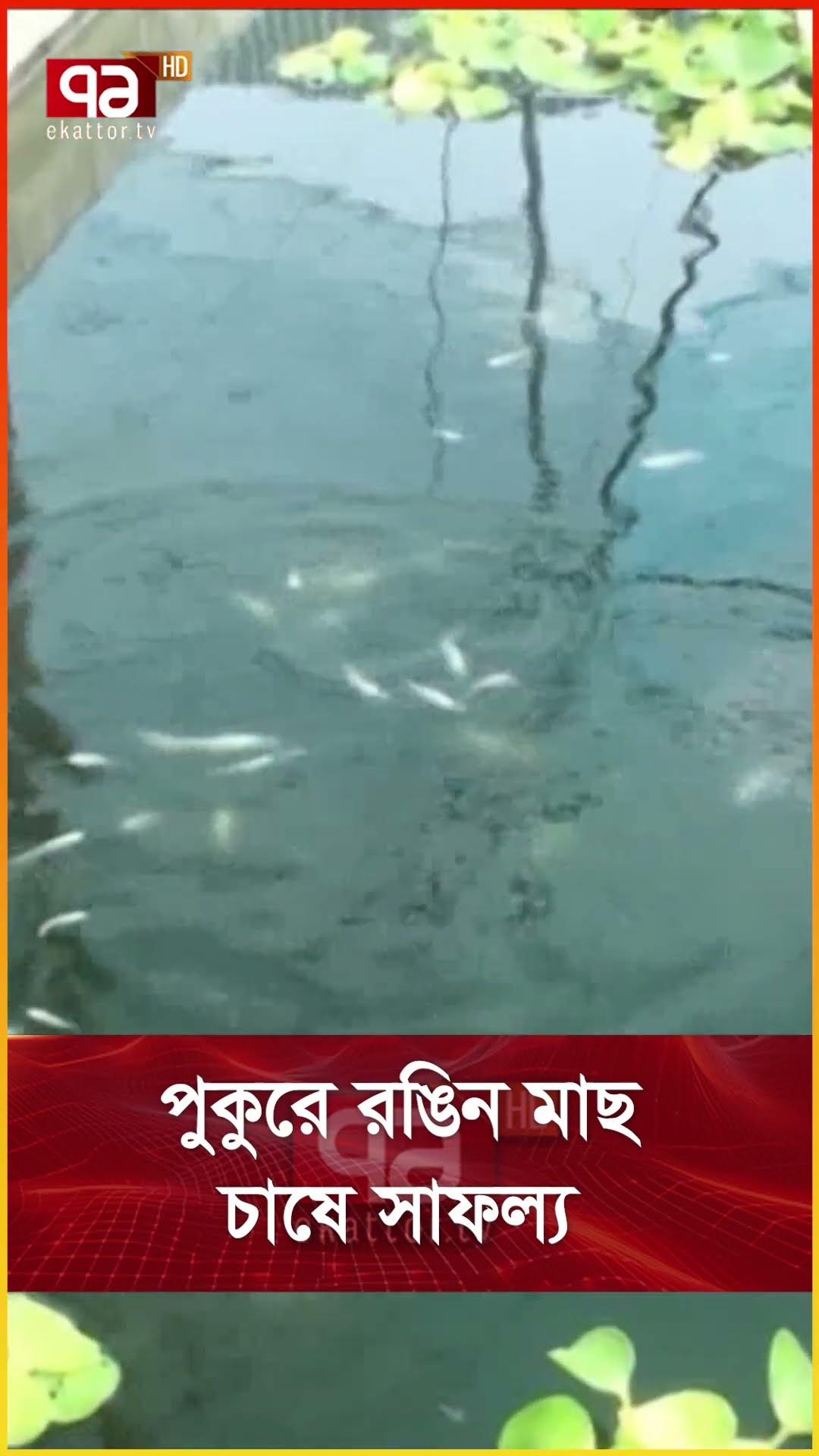 পুকুরে রঙিন মাছ চাষে সাফল্য