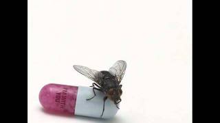 Ethiopia - Red Hot Chili Peppers