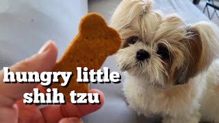 2 year old Shih Tzu Day in a Life by Mikki Shih Tzu 5,768 views 1 year ago 16 minutes