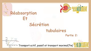 Réabsorption Et Sécrétion Tubulaires (Partie 2): Transport Actif, Passif, Et Transport Maximal Tm.