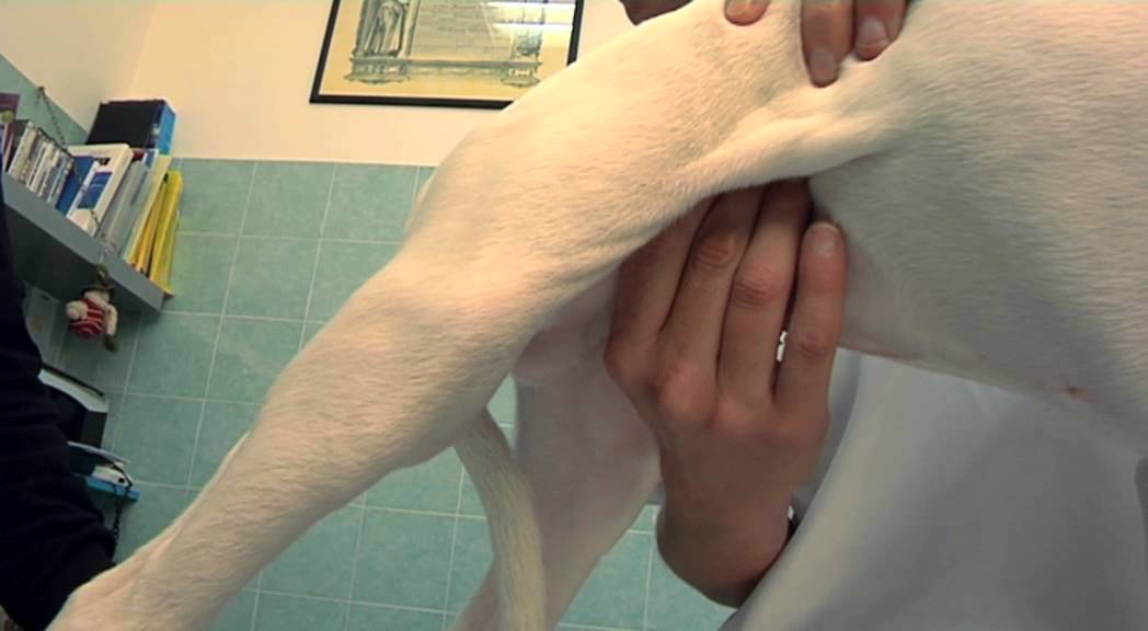 Il mio cucciolo alla prima visita