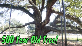 500 Year Old Live Oak Tree - Southern Mississippi *Friendship Oak*