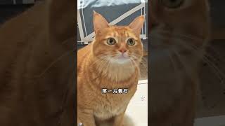 New cute orange tabby cat singing a Chinese song  @cloud119112 Tik Tok