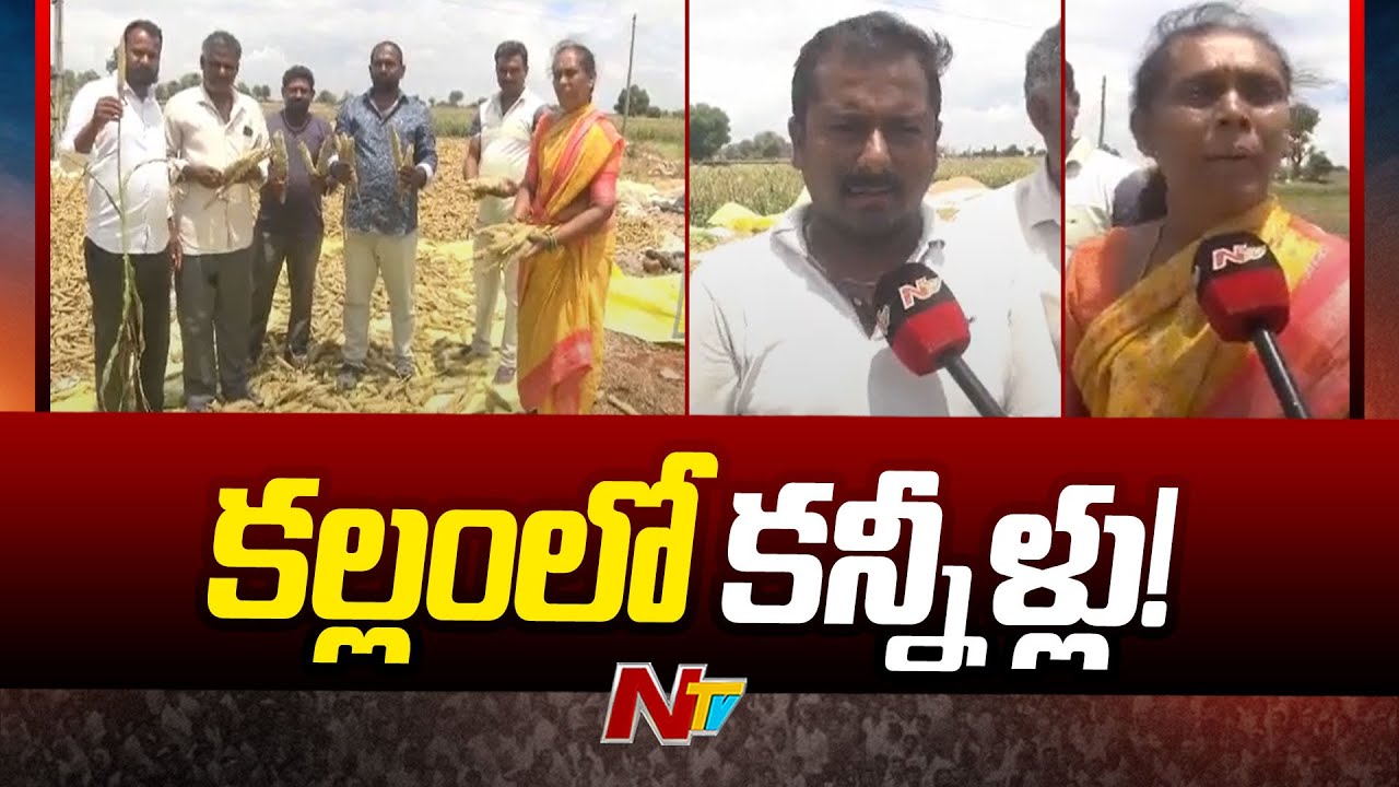 Massive Crop Damage Due To Heavy Rains | Nizamabad | Kamareddy | NTV ...