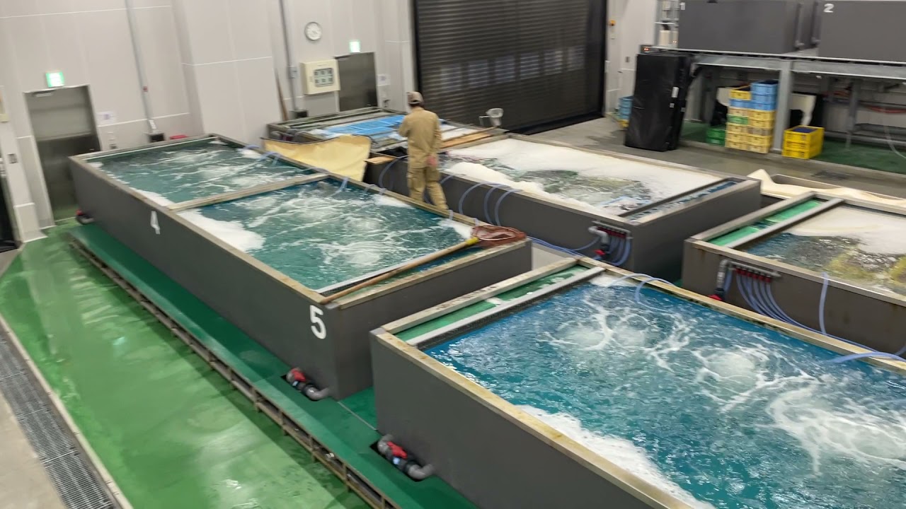 高密度蓄養 活魚水槽システム：京都市水産市場 | 日本サカス株式会社