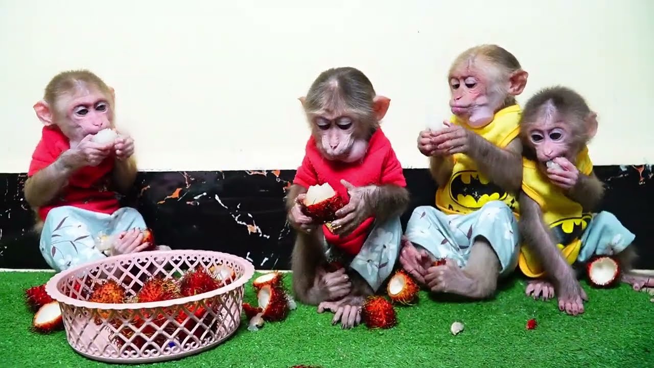 Adorable baby monkey eating Rambutan with Ploy Family