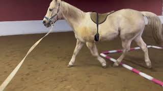 Macy Equine Experience