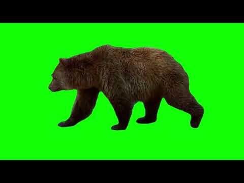 Majestic Bear Strolls on Green Screen: Your Next Video Overlay