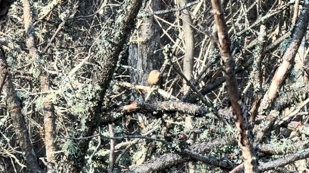 winter wren singing