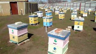 Как обработать сад от болезней, и не навредить пчелам? Пчелки работают. Профилактика назематоза.