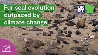 Fur Seal Evolution Outpaced By Climate Change