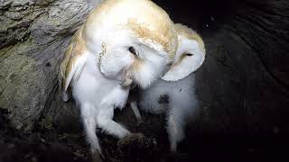 Barn Owlet Regurgitating A Pellet